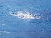 IMG-20180731-WA0062