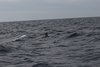 IMG_0635